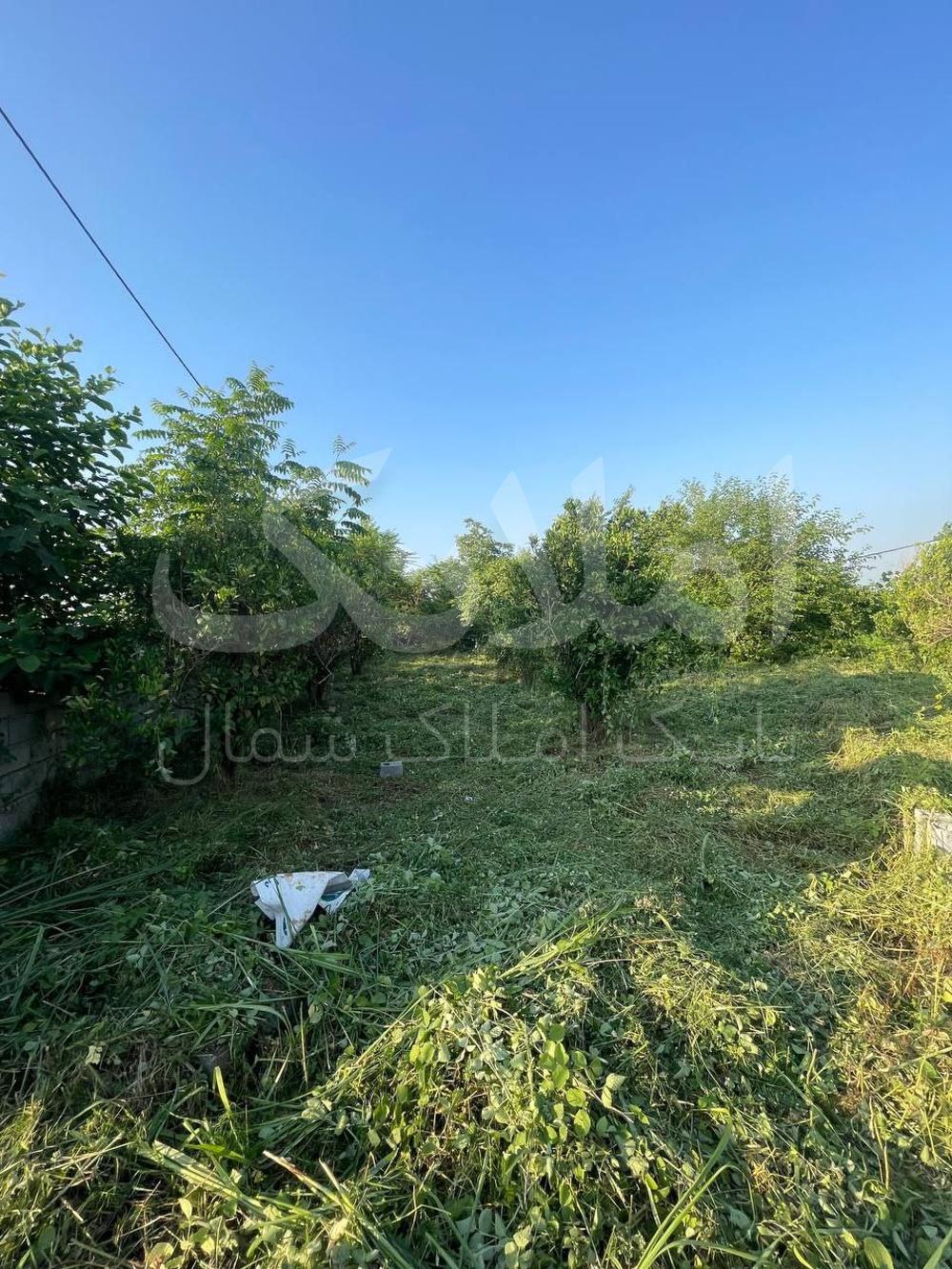 خرید زمین در چمستان ۲۵۰ متری جنگلی